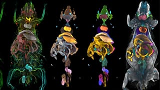 Прозрачные цветные сканы мышей, размеченные системой MouseMapper, для анализа заболеваний всего организма.