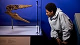 الصغير الجوراسي: موساصور مع نموذج مجسم
