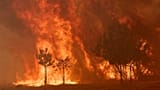 Spain to launch biggest forest fire campaign after record losses last year, Sánchez says