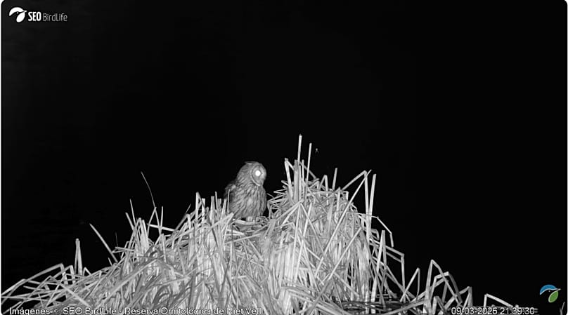 Image of a long-eared owl on the lagoon, captured in the Riet Vell Ornithological Reserve, Ebro Delta