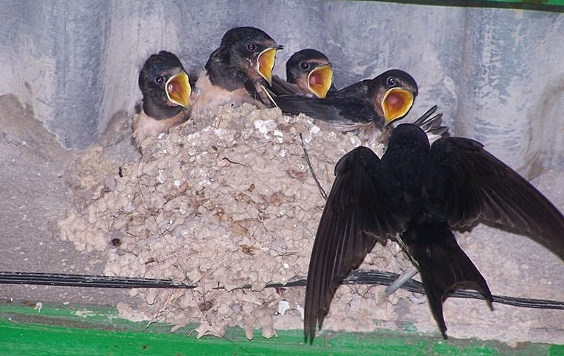 An SEO/BirdLife camera shows common swift nests in Spain