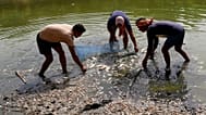 New Delhi : des ouvriers retirent des poissons morts du lac artificiel Sanjay après une fuite de conduite et la baisse du niveau d’eau liée à la canicule