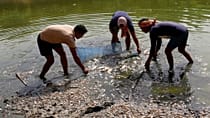 India faces extreme heat as dead fish wash up in New Delhi