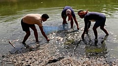 New Delhi : des ouvriers retirent des poissons morts du lac artificiel Sanjay après une fuite de conduite et la baisse du niveau d’eau liée à la canicule