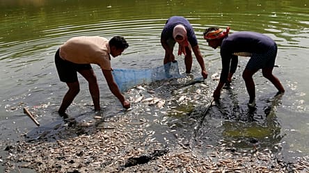 Inde : des centaines de poissons morts frappés par la très forte canicule 