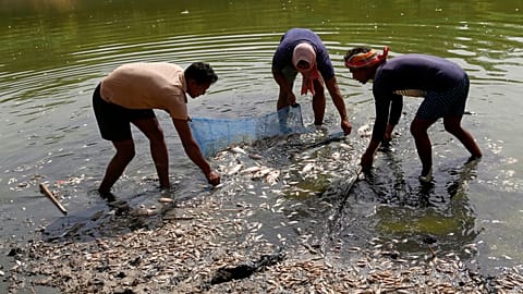 Trabajadores retiran peces muertos tras una fuga en una tubería que agravó el descenso del agua en el lago artificial Sanjay de Nueva Delhi durante una ola de calor