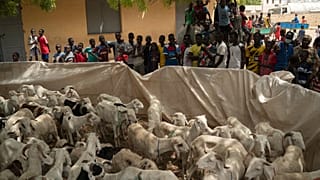 Sénégal : la crise au Mali provoque une pénurie de moutons avant la Tabaski