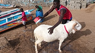 Sénégal : la crise au Mali provoque une pénurie de moutons avant la Tabaski