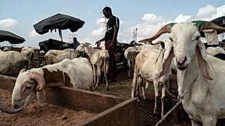 La Côte d’Ivoire confrontée à une hausse des prix du mouton avant la Tabaski