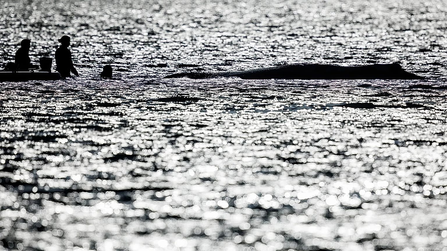 Wal Timmy während der Rettungsarbeiten vor Deutschland