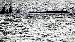 La ballena Timmy durante las labores de rescate frente a las costas de Alemania