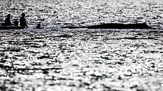Wal Timmy während der Rettungsarbeiten vor Deutschland