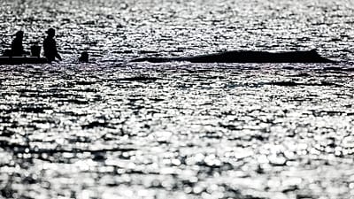 Wal Timmy während der Rettungsarbeiten vor Deutschland