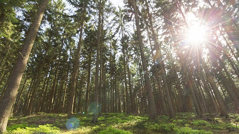 Luoghi come le pittoresche foreste delle Ardenne e di Hallebos sono tra i suggerimenti di Dansby per i visitatori appassionati di escursionismo