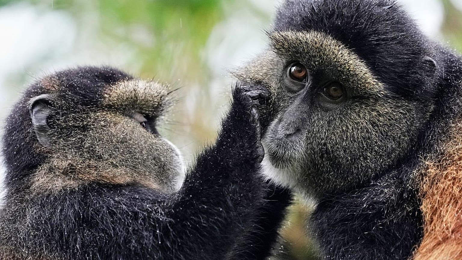 Des singes dorés se toilettent mutuellement, retirant débris et parasites de leur pelage, dans le parc national des Volcans, à Kinigi, au Rwanda.
