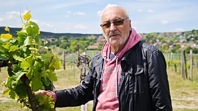 Szentesi József nadapi szőlőjében