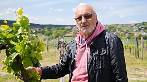 Szentesi József nadapi szőlőjében