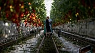 A worker picks tomatoes hanging from vines in the family-run Lans greenhouses in Maasdijk, Netherlands.
