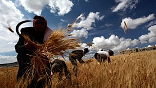 مزارعون يحصدون القمح 