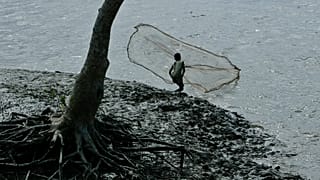 Mangrove loss threatens Sierra Leone's oyster harvesters
