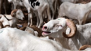 Burkina livestock ban welcomed by consumers but hits traders hard