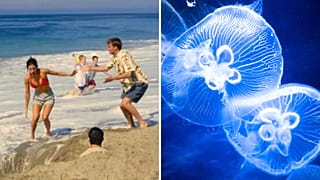 Pop-culture debunked: 'Friends' lied to you about urinating on jellyfish stings