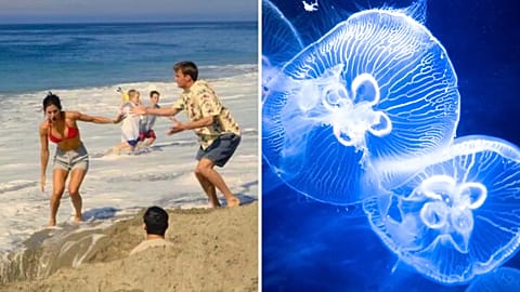 Pop-culture debunked: 'Friends' lied to you about urinating on jellyfish stings