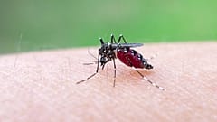 Le changement climatique pourrait amener le virus du chikungunya en Europe