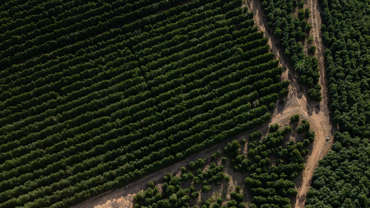 The sun shines over producer Jose Natal da Silva's coffee plantation in Porciuncula, Rio de Janeiro state, Brazil, Thursday, July 17, 2025.
