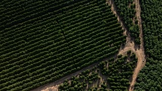 The sun shines over producer Jose Natal da Silva's coffee plantation in Porciuncula, Rio de Janeiro state, Brazil, Thursday, July 17, 2025.