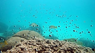 Argentine : saisie de plus de 700 animaux marins en provenance du Kenya
