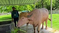 Caretaker feeds the albino buffalo nicknamed "Donald Trump" at the National Zoo in Dhaka