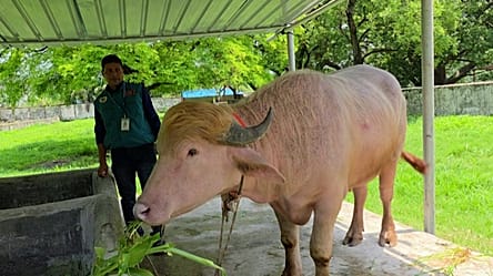 Viral ‘Donald Trump’ buffalo spared from Eid sacrifice and sent to zoo