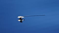 Greenpeace und externe Wissenschaftlerinnen und Wissenschaftler an Bord streamen bis 30. Mai live aus Tiefen bis 3000 Metern.