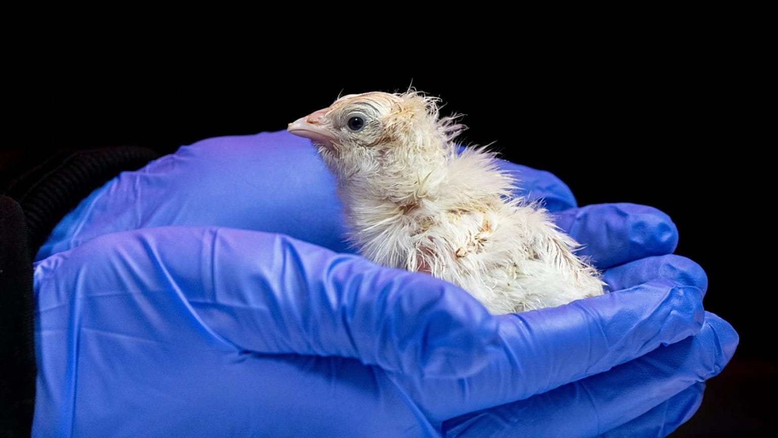 Colossal Bioscience'ın deneylerinden doğan civcivlerden biri.