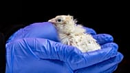 Colossal Bioscience'ın deneylerinden doğan civcivlerden biri.