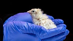 Colossal Bioscience'ın deneylerinden doğan civcivlerden biri.