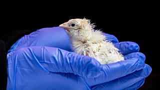 Colossal Bioscience'ın deneylerinden doğan civcivlerden biri.
