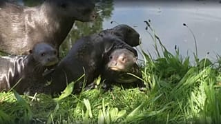 Rare otter pups go for first swim amid heatwave in England