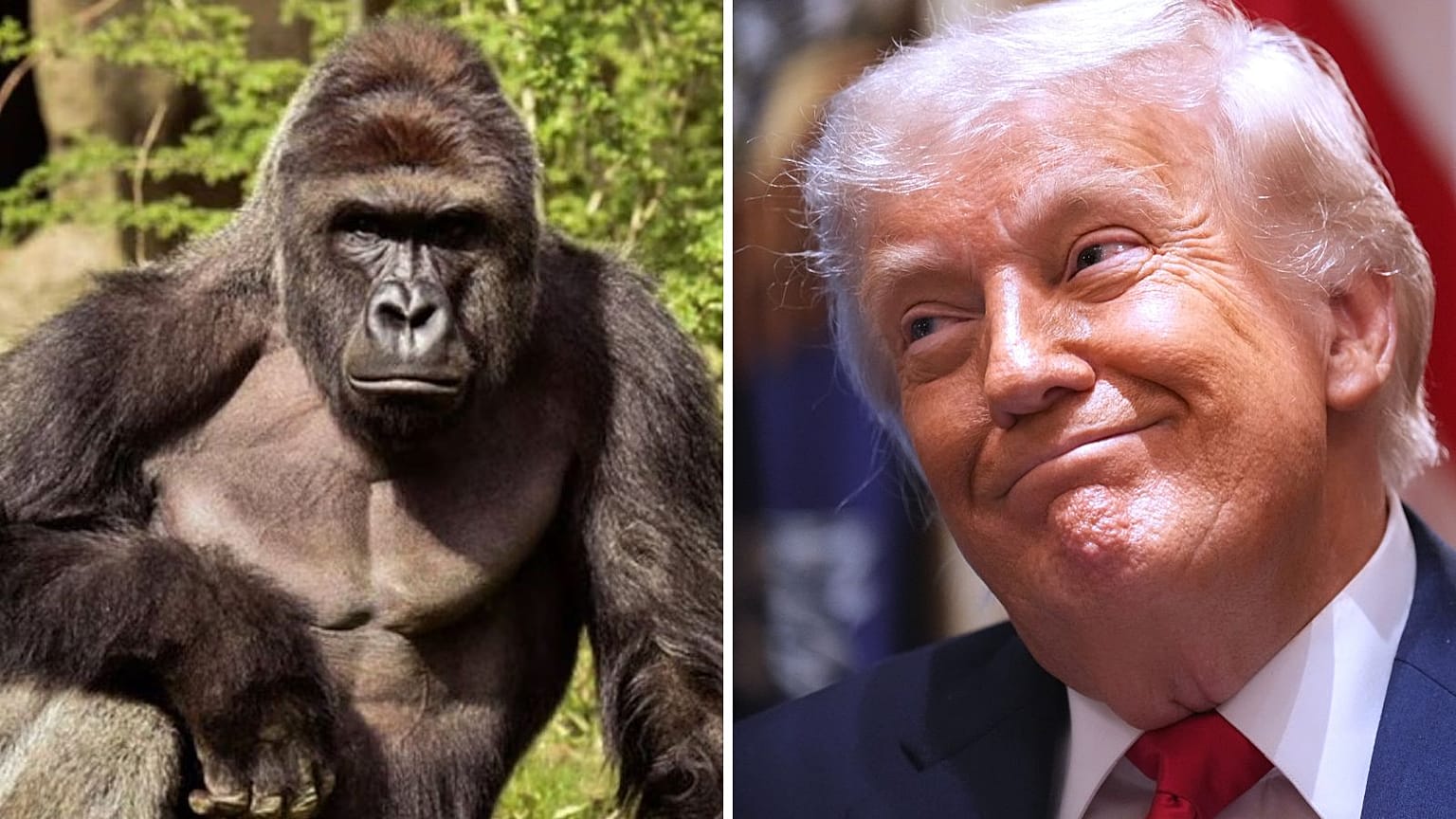 Trump-Regierung erntet Spott für Harambe-Post zehn Jahre nach Tod des Gorillas