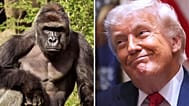 Trump administration mocked for Harambe tribute post 10 years after gorilla’s death