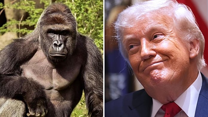 Trump administration mocked for Harambe tribute post 10 years after gorilla’s death