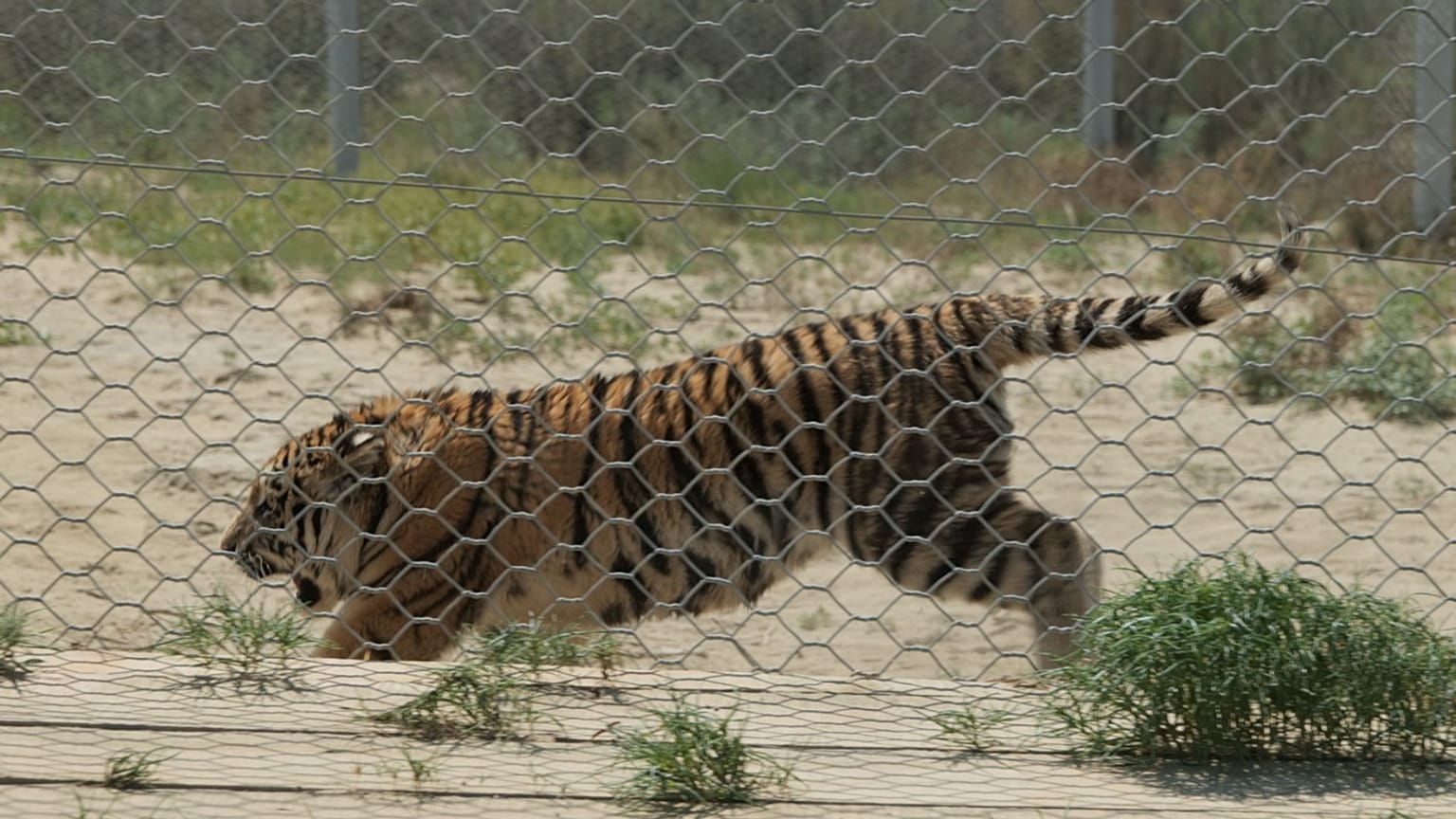 Kasachstan: Vier Amurtiger kehren in die Wildnis zurück