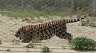 Le Kazakhstan relâche quatre tigres de l’Amour dans la nature