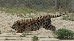 Kasachstan: Vier Amurtiger kehren in die Wildnis zurück
