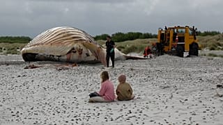 Dänemark: Gestrandeter Wal Timmy