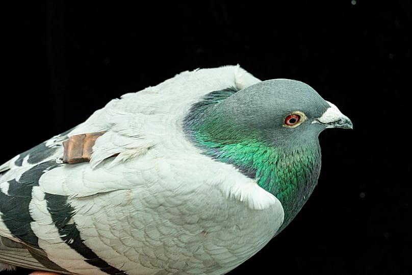 مسیریابی کبوتر