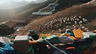 عکس تزئینی از گوسفندان در کوهستانی واقع در چین 