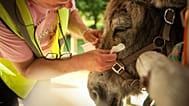 ARŞİV - Ruh sağlığı sorunları yaşayan bir hasta, hayvan terapisi seansı sırasında bir eşeğin gözlerini temizliyor. Paris, 29 Mayıs 2026.