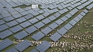 Tibetan sheep graze at a solar farm in Hainan prefecture of western China's Qinghai province on July 1, 2025.